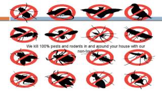 Pest Control Brisbane