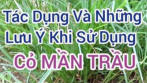 CỎ MẦN TRẦU /Tác Dụng Và Những Lưu Ý Khi Sử Dụng
