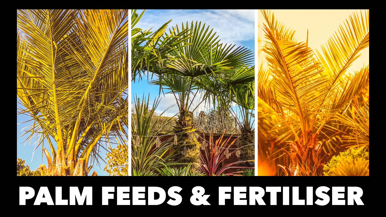 Feeding Trachycarpus, Butia, Jubaea & other Palms in my UK Tropical Garden