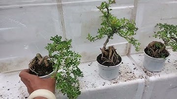 Cần thăng bonsai mini đủ dáng 😊0933368532🌲bonsailinhsamnuitraihuonguyetquehongocmaichieuthuykimquy