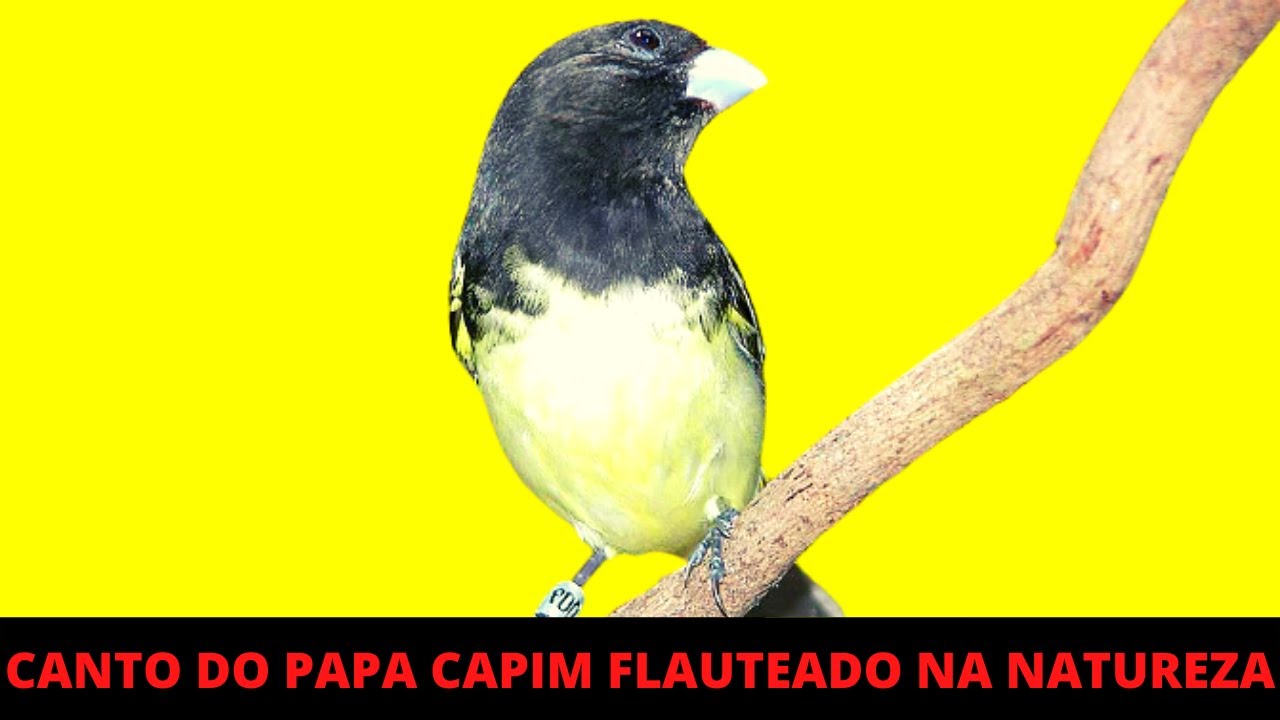 O canto do papa capim baiano #birdsounds #birds #nature