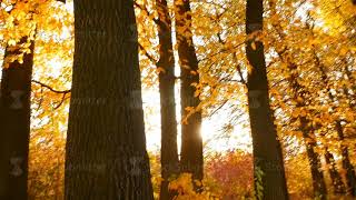 Squirrel runs through the autumn forest. Sun's rays shine brightly through the leaves. Slow motion