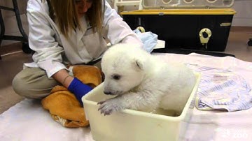 Toronto Zoo Polar Bear Cub Takes First Bath