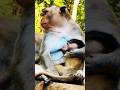 मां बंदर का अपने बच्चे के लिए प्यार 🐒❤️ | Viral Monkey Video, #magsaysay #magsaysayaward #monkey 🐒🐵