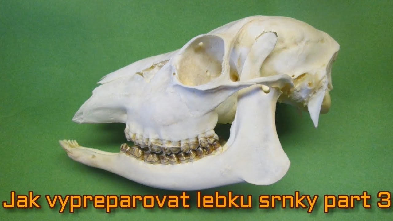 Jak Vypreparovat Lebku Srnky Part 3 YouTube jak-vypreparovat-lebku-srnky-part-3-youtube