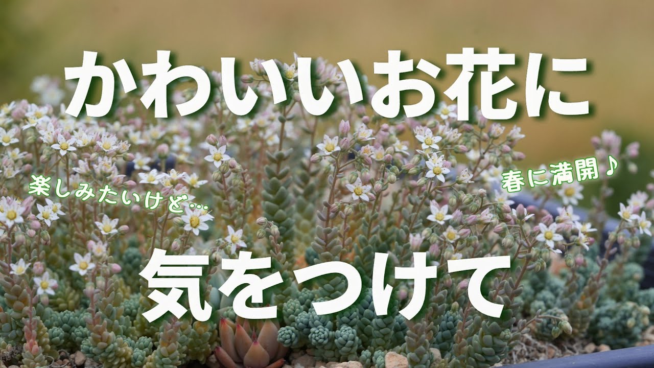 553 [Be careful not to let it bloom too much] How to keep it from