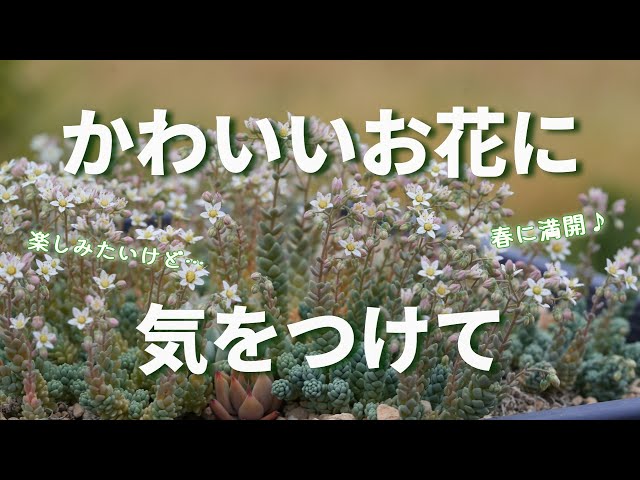 553 [Be careful not to let it bloom too much] How to keep it from