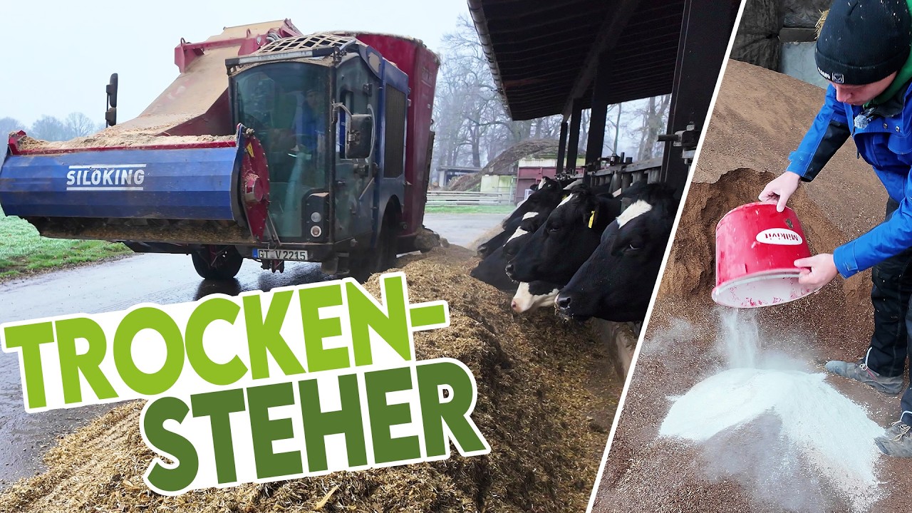 🐄 Unsere Trockensteher-Fütterung: Ration, Saure Salze (DCAB-Wert), Phasen & viele Herausforderungen