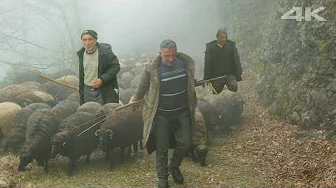 The Journey Through the Fog - The Migration of Three Siblings | Documentary Film