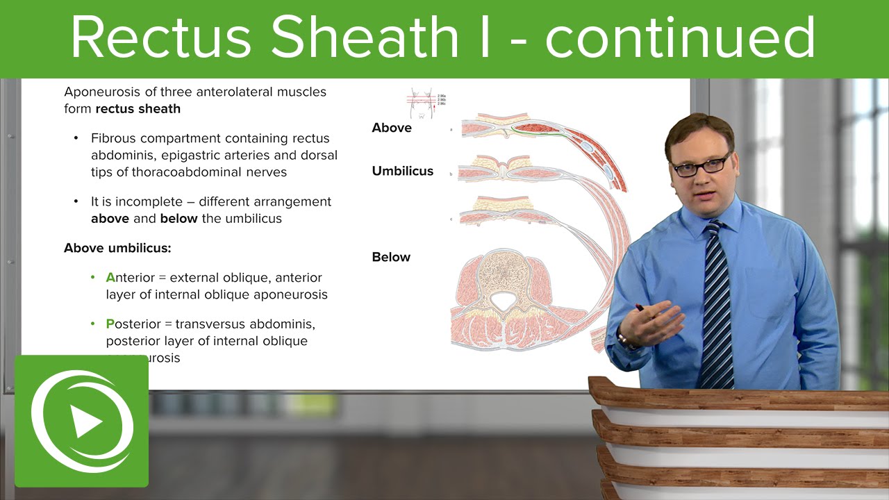 Rectus Sheath (continued) – Anatomy | Lecturio