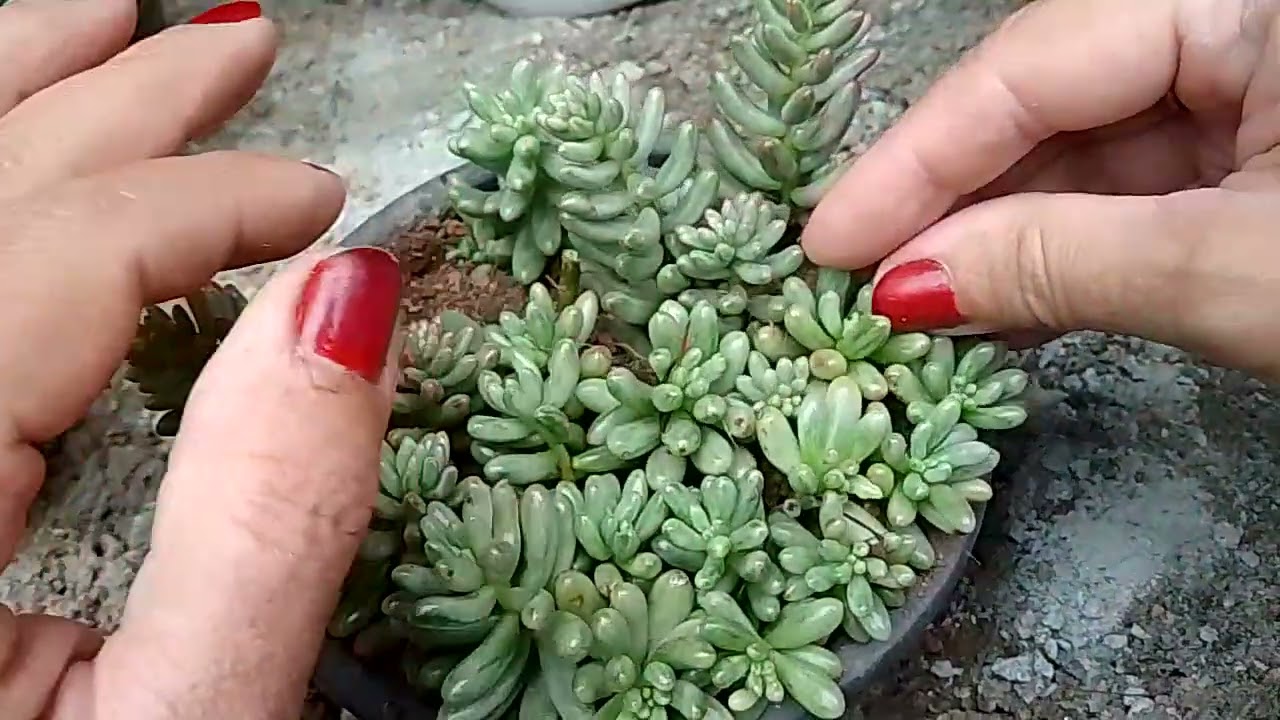Replantes+dicas ❣️🥰#suculentas #arranjofloral  #caminhoparaumavidamelhor #identificaçãodesuculentas 