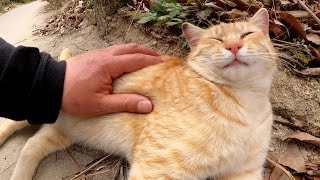 「それでも野良猫かよ！」とツッコミたくなるくらい無防備な猫