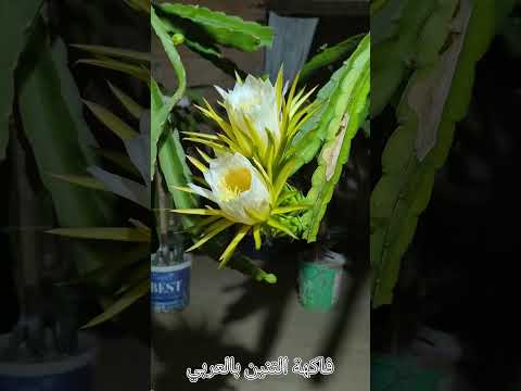 تفتح زهرة فاكهة التنين صنف الأبيض الفيتنامي       