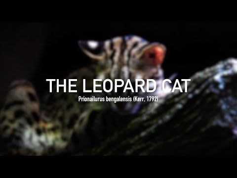 leopard-cat-(prionailurus-bengalensis)