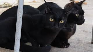 Black cats so sad