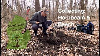 S3E2 - Hornbeam \& Beech Collecting