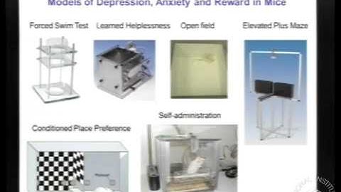 BSSR Lecture Series: Regulation of the Dopaminergic Reward Circuit and Manic-like Behavior