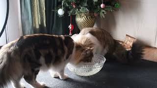 Catnip tea with cats!