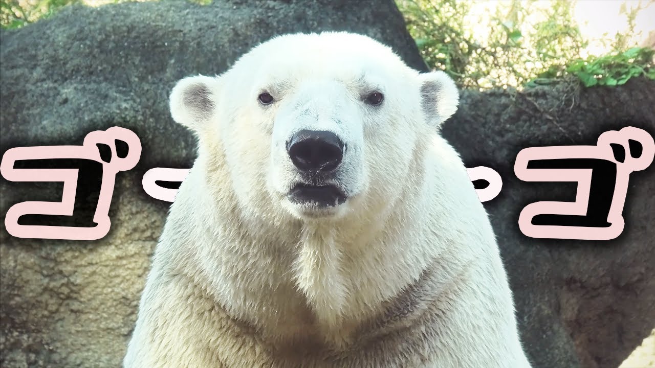 Белый медведь Гого