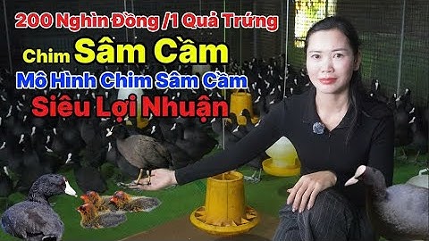 200 Nghìn Đồng /1 Quả Trứng Chim Sâm Cầm , Mô Hình Nuôi Chim Sâm Cầm Siêu Lợi Nhuận