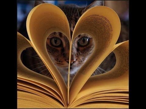 30 котиков, в