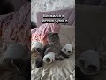 #cat #spring #мем #video #котики #котик #shortvideo #funny #юмор #shots #shortsvideo #song #shorts