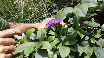 Como plantar muda de manacá-de-cheiro?