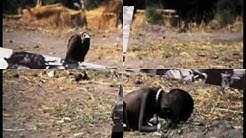 PUING - IWAN FALS  - Durasi: 6:11. 