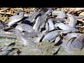 Amazing Fishing! Now A Fisherman Catch Fish A Lot In Mud In Dry Season Catfish at Pond By Best