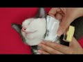 とっても気持ちよさそうにノミとりされる子猫。Brushing  Kitten(remove fleas)