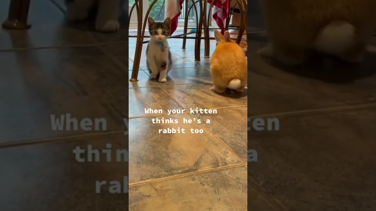 When Kittens Grow Up With Rabbits 