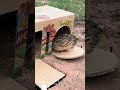 二度も騙されるおっとりウズラww