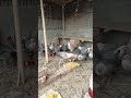 ফাওমি মুরগির ফার্ম #ayam #chickenshop #freerangechicken #chicken #roosterfarm #birds