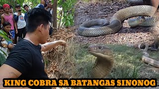 KING COBRA SA AGONCILLO BATANGAS SINUNOG ISA PA ANG HINAHANAP #cobraprince #cobraking #tolcobra