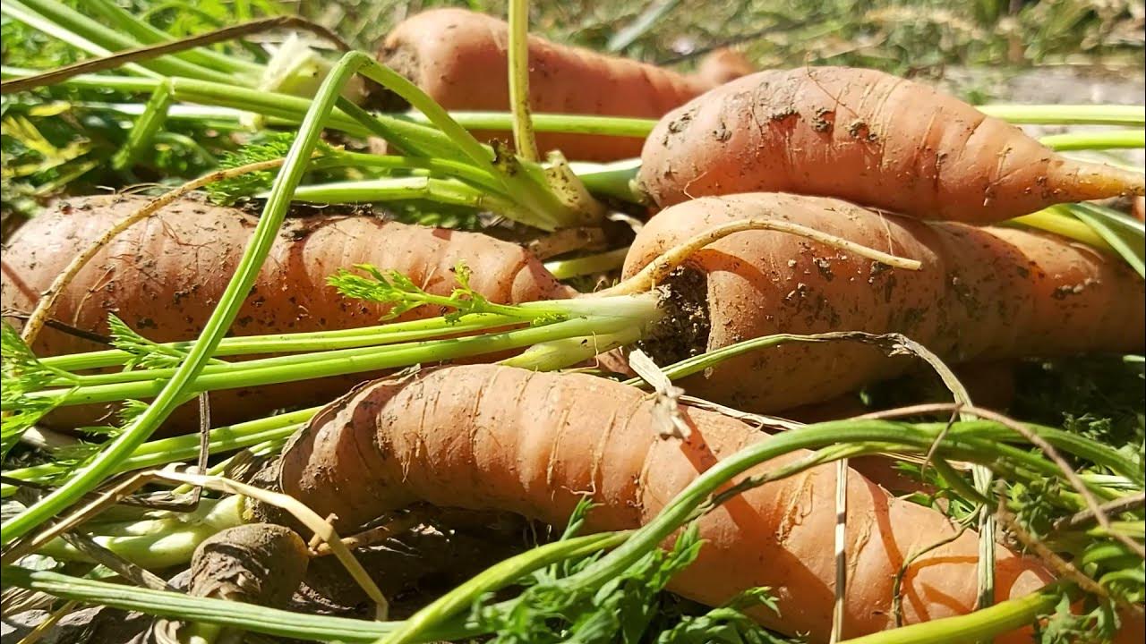 Carrots companion plants YouTube