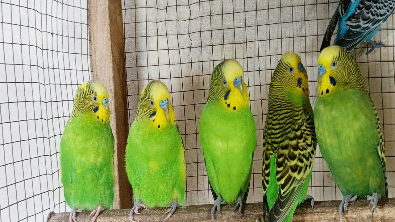 12 Hour Happy Singing & Eating Parakeet Budgies Birds, Reduce Stress of Lonely Quiet Birds
