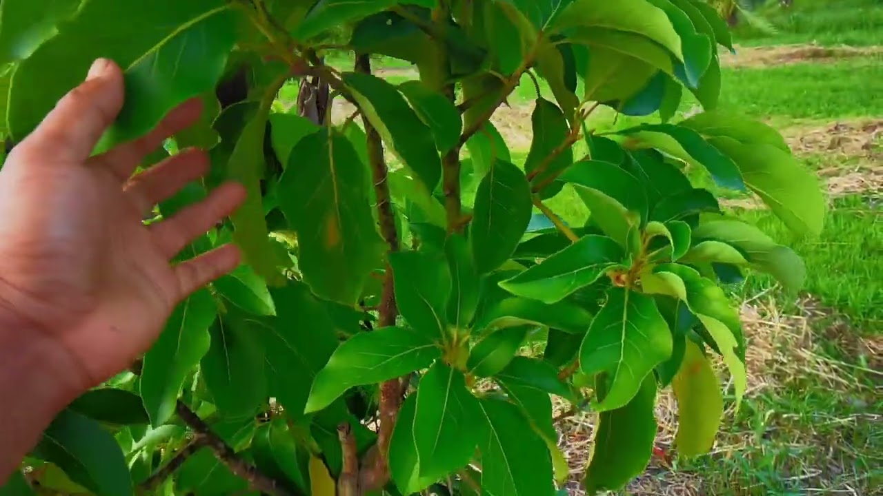 อะโวคาโดสายพันธุ์ที่เหมาะกับภาคอีสาน