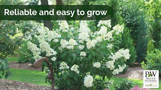 30s with Hydrangea paniculata Fire Light (EN)