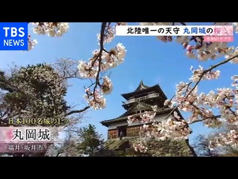 令和の桜 北陸唯一の天守 丸岡城の桜 Youtube