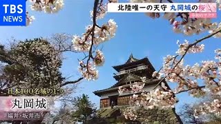 【令和の桜】北陸唯一の天守 丸岡城の桜