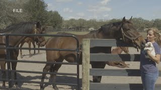 Thoroughbred industry pushes back on Gulfstream Park’s legal challenge to decoupling law