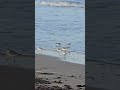 Sweet small birds playing with sea waves #sea #birds #palying