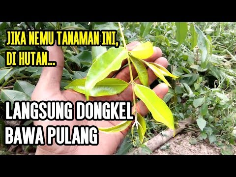 Tanaman Hutan Liar Bisa untuk dijadikan BONSAI Keren