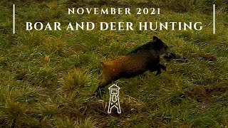 Boar and Deer Hunting - November 2021