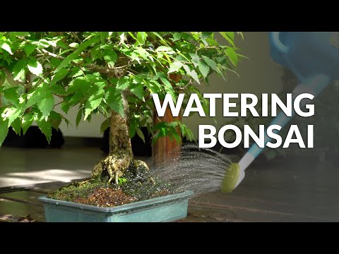 Video: What Is An Aqua Bonsai Plant: Lær om undervannsbonsai-trær