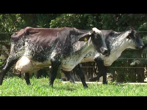 LOTE 62   21º LEILÃO SANTA LUZIA LEITE COM RAÇA🥛🐄