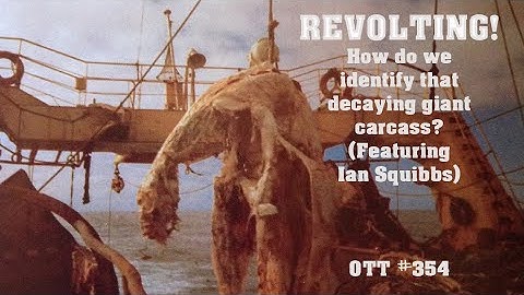 REVOLTING! How do we identify that decaying giant carcass? (Featuring Ian Squibbs) OTT #354