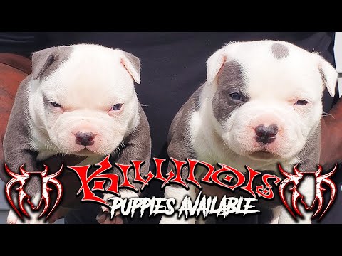 american-bully-puppies-for-sale-from-the-world-famous-killinois-kennels