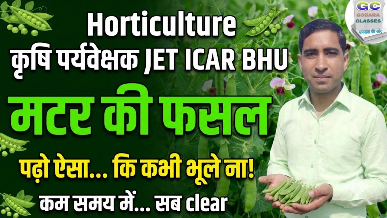 मटर की फसल 