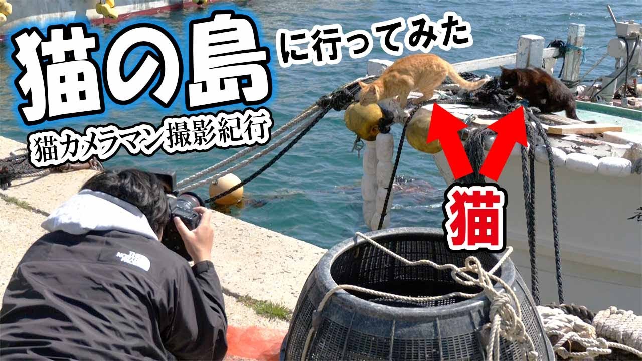 Photo taken on an island in the Seto Inland Sea] Cats living